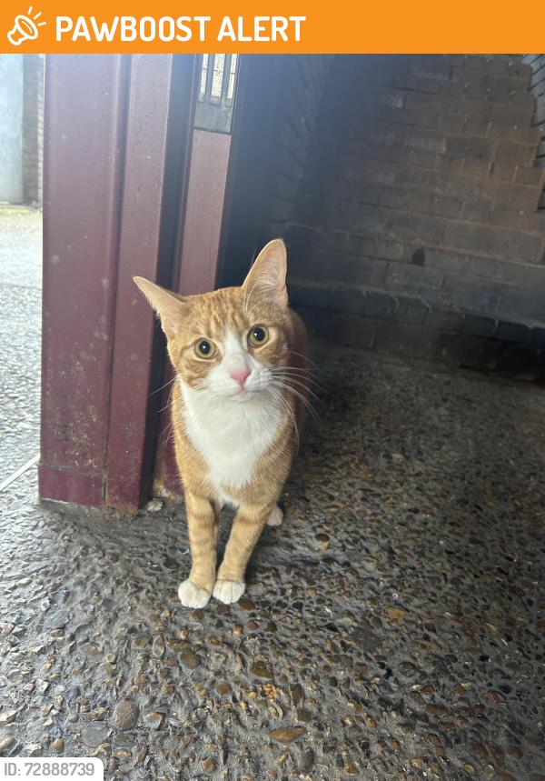 Found/Stray Unknown Cat last seen Mayford est, Greater London, England NW1 1NY