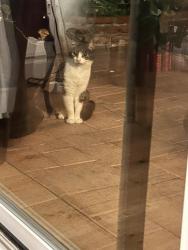Found/Stray Unknown Cat last seen San Feliciano and Buenaventura st, Los Angeles, CA 91364