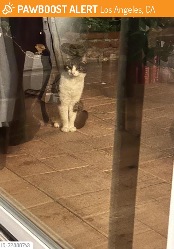 Found/Stray Unknown Cat last seen San Feliciano and Buenaventura st, Los Angeles, CA 91364