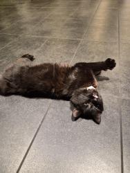 Found/Stray Female Cat last seen Starbucks, Ontario, CA 91761