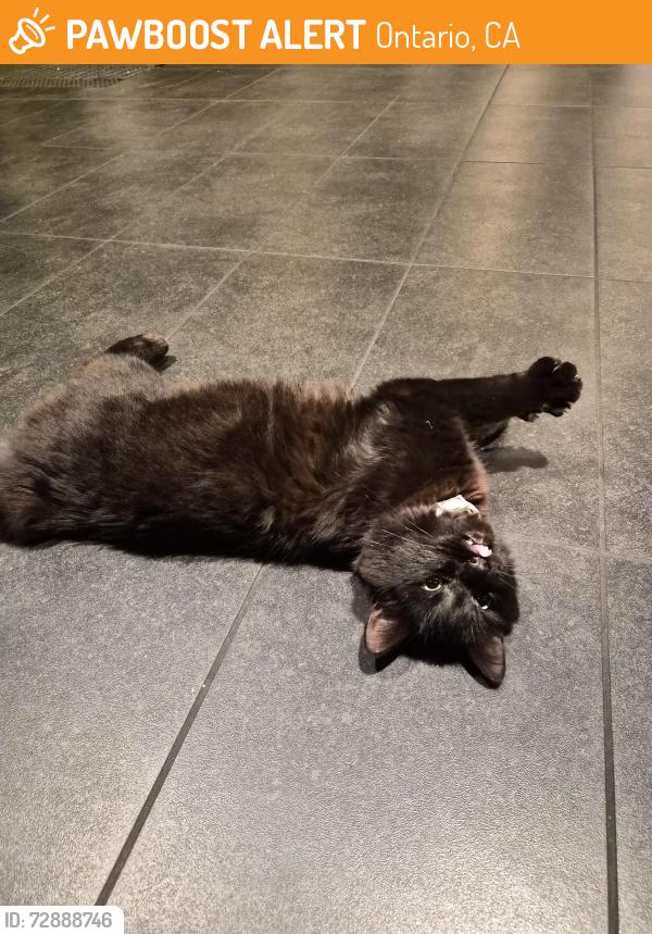 Found/Stray Female Cat last seen Starbucks, Ontario, CA 91761