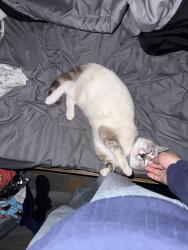 Lost Female Cat last seen By downeylanding, Downey, CA 90242