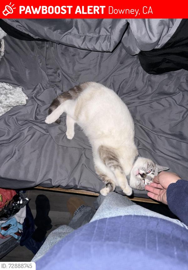 Lost Female Cat last seen By downeylanding, Downey, CA 90242