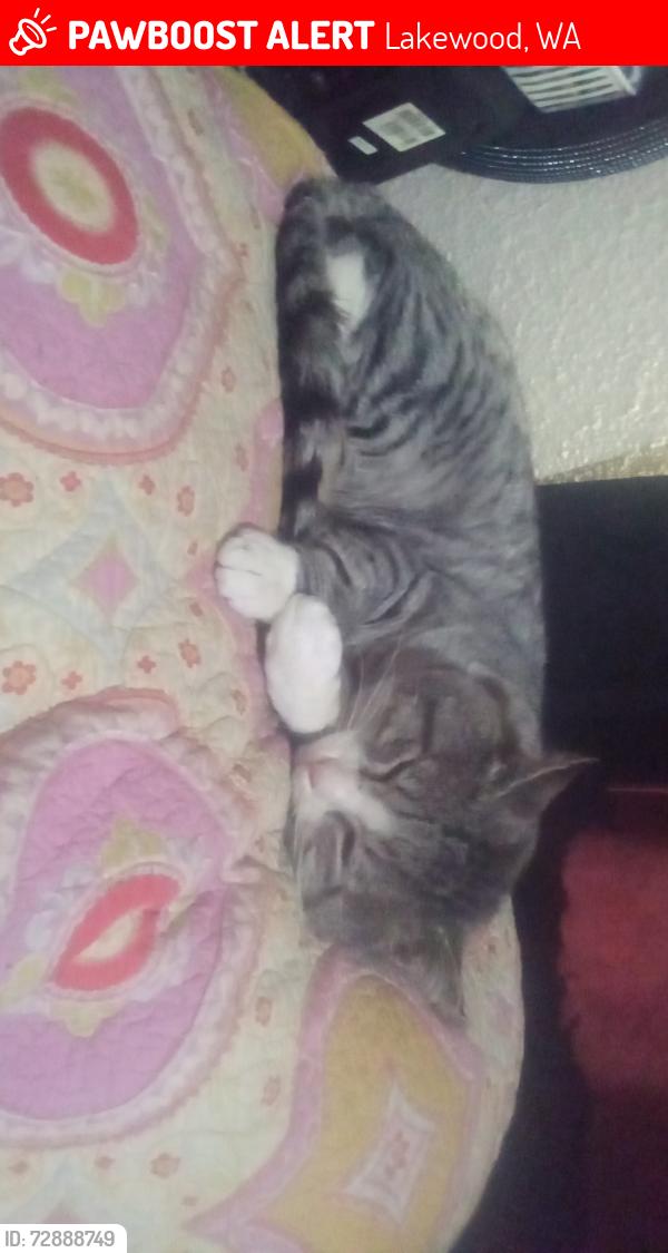 Lost Male Cat last seen 150th,146th, Lakewood, WA 98439