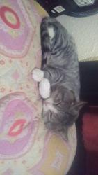 Lost Male Cat last seen 150th,146th, Lakewood, WA 98439