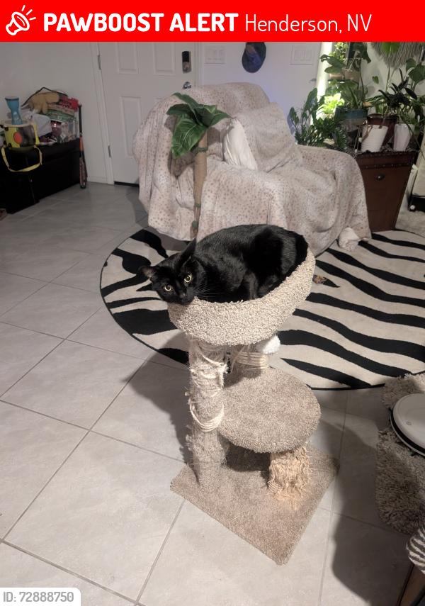 Lost Male Cat last seen Boulder and greenway, Henderson, NV 89015