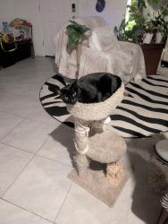 Lost Male Cat last seen Boulder and greenway, Henderson, NV 89015