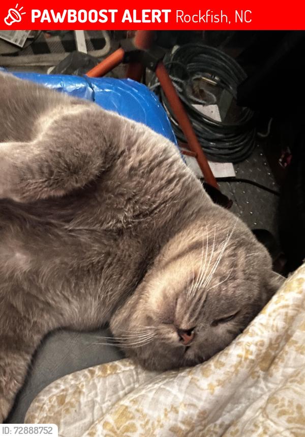 Lost Male Cat last seen Rockfish Fire Dept, behind the old Hardins, Rockfish, NC 28376