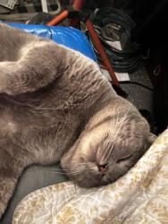 Lost Male Cat last seen Rockfish Fire Dept, behind the old Hardins, Rockfish, NC 28376
