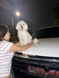 Lost Male Dog last seen Near nw 206th st , Miami Gardens, FL 33056