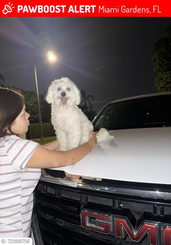 Lost Male Dog last seen Near nw 206th st , Miami Gardens, FL 33056