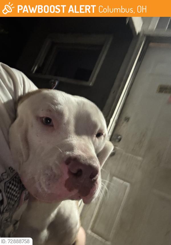 Found/Stray Male Dog last seen Hope street, Columbus, OH 43223