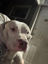 Found/Stray Male Dog last seen Hope street, Columbus, OH 43223