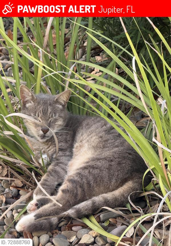 Lost Male Cat last seen Riverside Dr and Seabrook , Jupiter, FL 33469