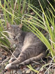 Lost Male Cat last seen Riverside Dr and Seabrook , Jupiter, FL 33469