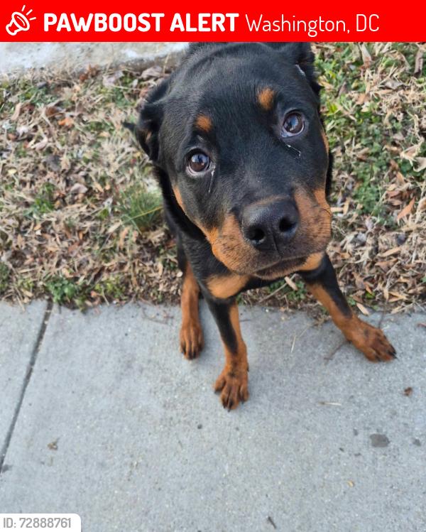Lost Female Dog last seen Hillside rd, Washington, DC 20019