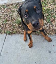 Lost Female Dog last seen Hillside rd, Washington, DC 20019