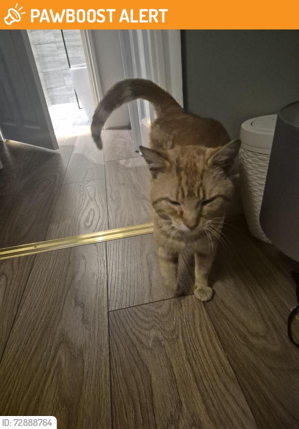 Found/Stray Female Cat last seen N17, Greater London, England N17 7AH