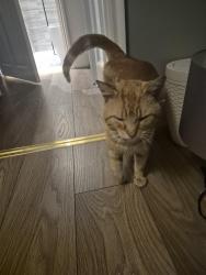 Found/Stray Female Cat last seen N17, Greater London, England N17 7AH