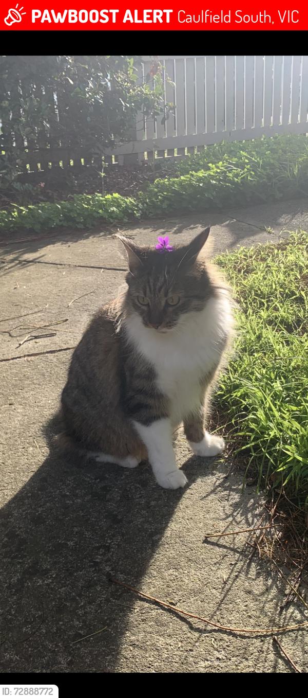 Lost Male Cat last seen Jenkins street, Caulfield South, VIC 3162
