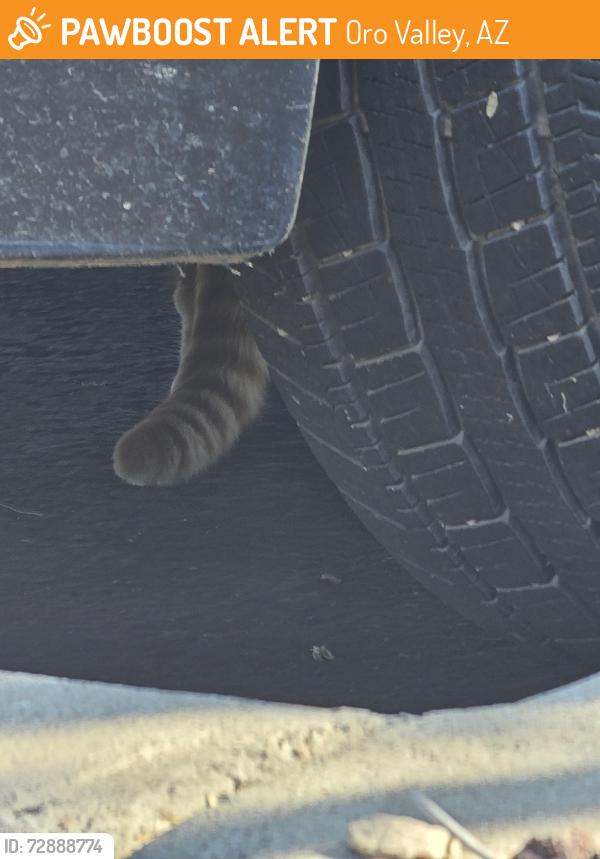 Found/Stray Unknown Cat last seen N Rancho Vistoso, Oro Valley, AZ 85755