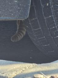 Found/Stray Unknown Cat last seen N Rancho Vistoso, Oro Valley, AZ 85755