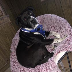 Reunited Male Dog last seen Palmdale metro station, Palmdale, CA 93550