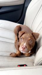 Reunited Male Dog last seen Wellborn drive, delay drive, Wilcox way, forest rd, Columbus, GA 31907