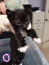 Shelter Stray Male Cat last seen Bexar County, New Braunfels, TX 78130