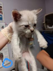 Shelter Stray Male Cat last seen Bexar County, New Braunfels, TX 78130