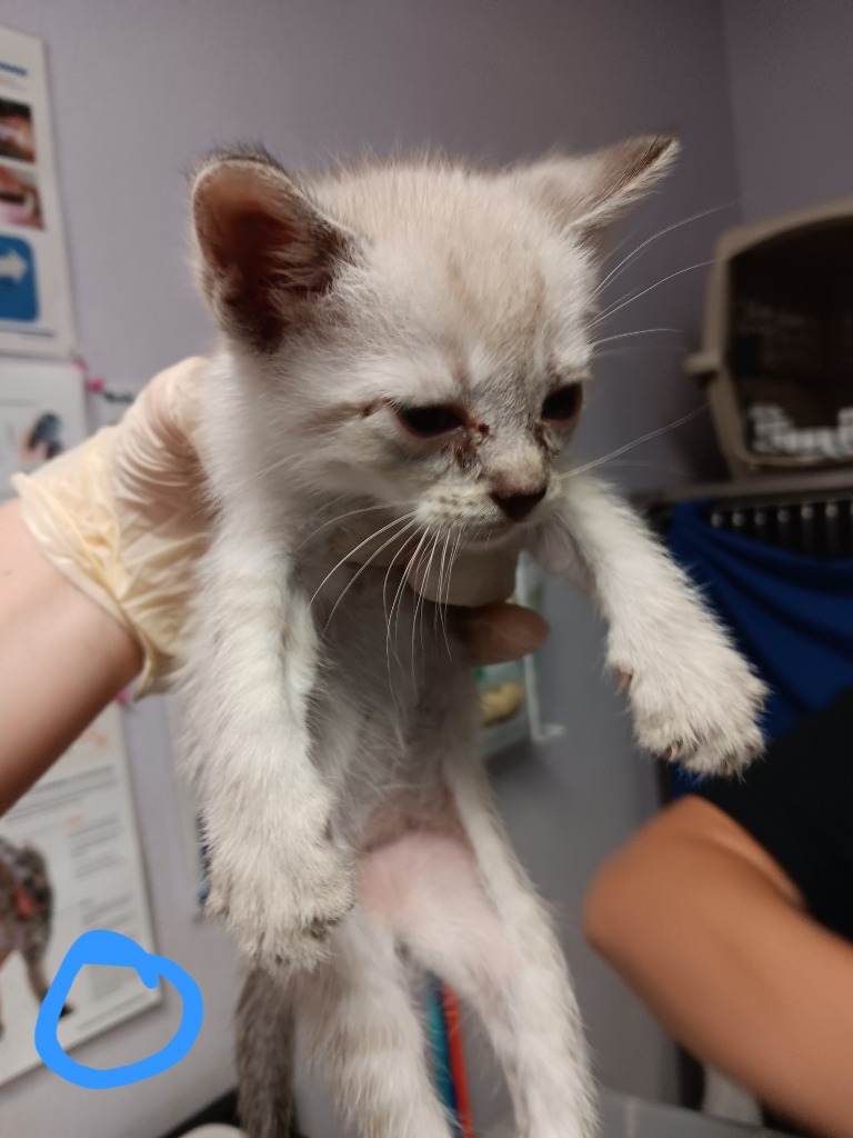 Shelter Stray Male Cat last seen Bexar County, New Braunfels, TX 78130