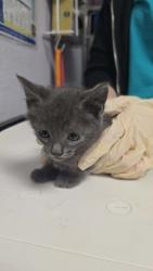 Shelter Stray Male Cat last seen Bexar County, New Braunfels, TX 78130