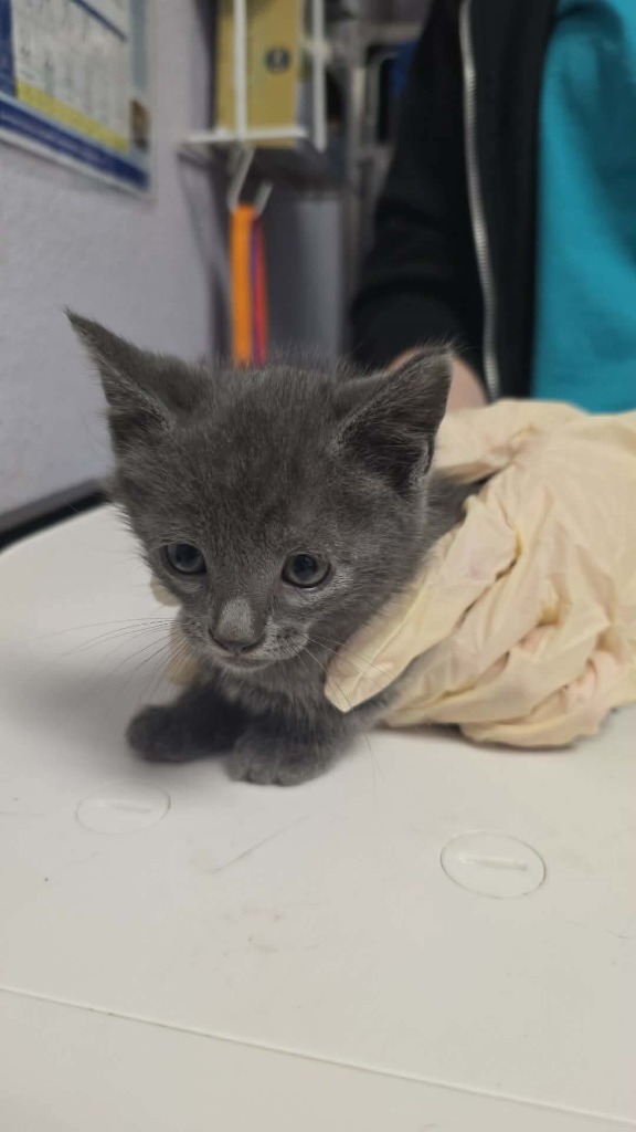 Shelter Stray Male Cat last seen Bexar County, New Braunfels, TX 78130