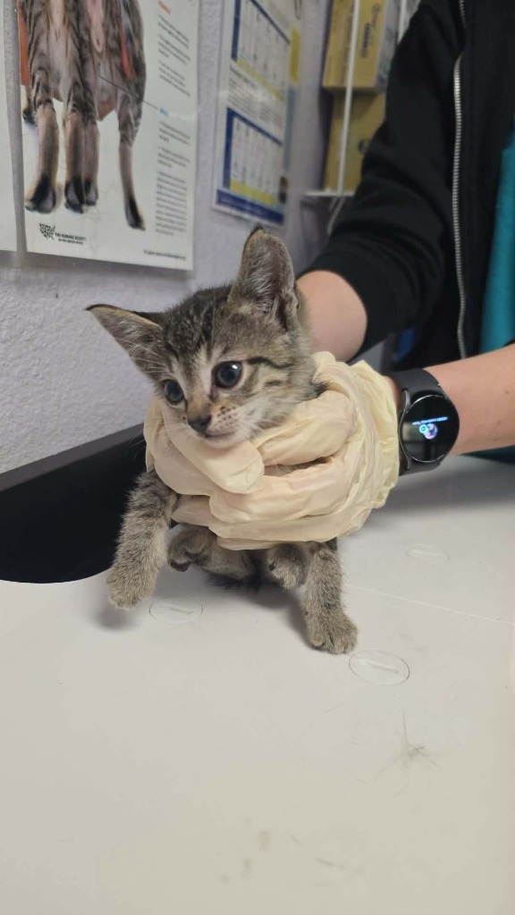 Shelter Stray Female Cat last seen Bexar County, New Braunfels, TX 78130