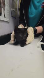 Shelter Stray Female Cat last seen Bexar County, New Braunfels, TX 78130
