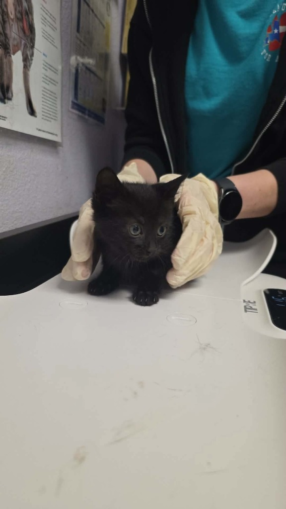 Shelter Stray Female Cat last seen Bexar County, New Braunfels, TX 78130