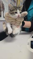 Shelter Stray Female Cat last seen Bexar County, New Braunfels, TX 78130