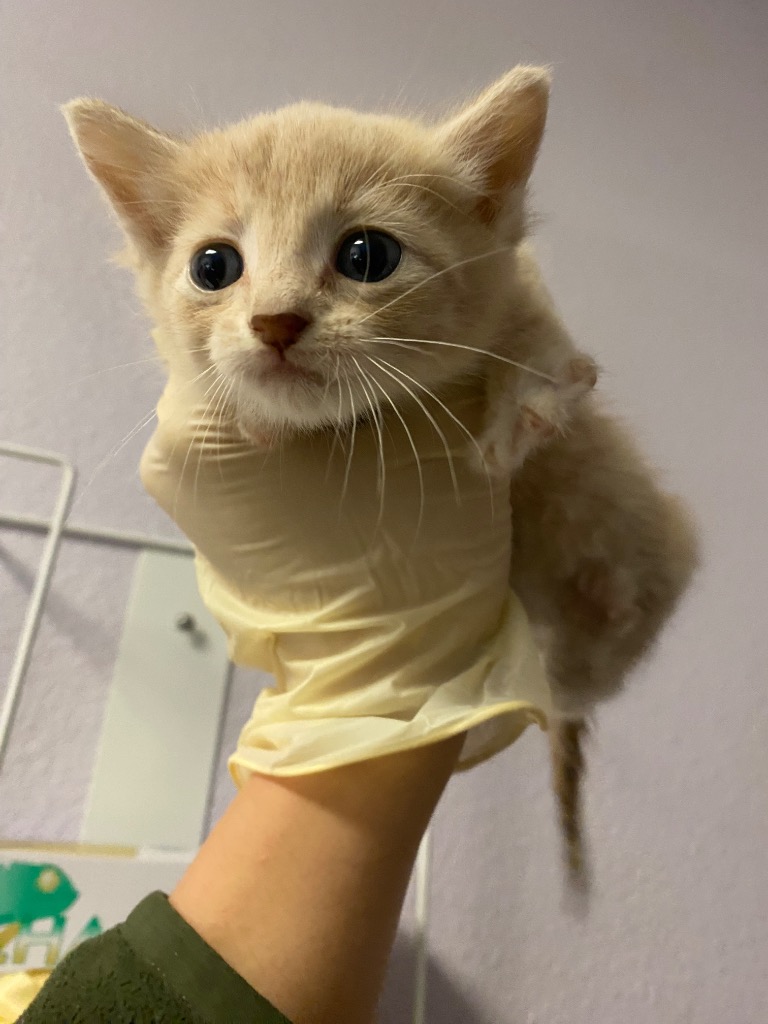 Shelter Stray Female Cat last seen Bexar County, New Braunfels, TX 78130