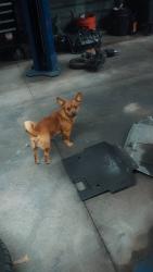 Reunited Male Dog last seen Rock Hill rd, Fayetteville, NC 28312