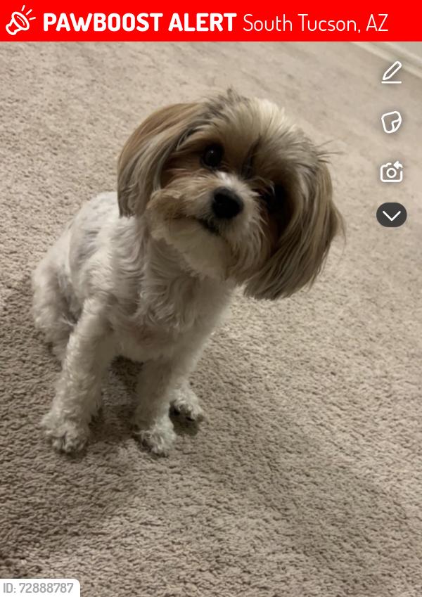 Lost Female Dog last seen South Tucson, Az, Usa, South Tucson, AZ 85713
