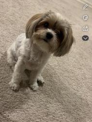 Lost Female Dog last seen South Tucson, Az, Usa, South Tucson, AZ 85713
