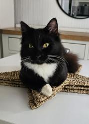 Lost Male Cat last seen Park, Tunstall, England ST6 7PR
