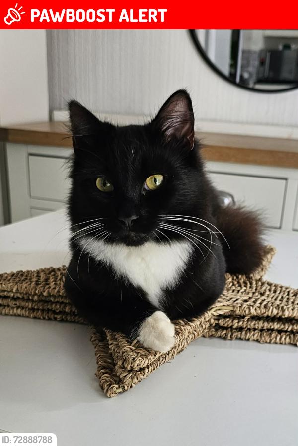 Lost Male Cat last seen Park, Tunstall, England ST6 7PR
