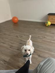 Lost Female Dog last seen Riverview springs , Oceanside, CA 92057