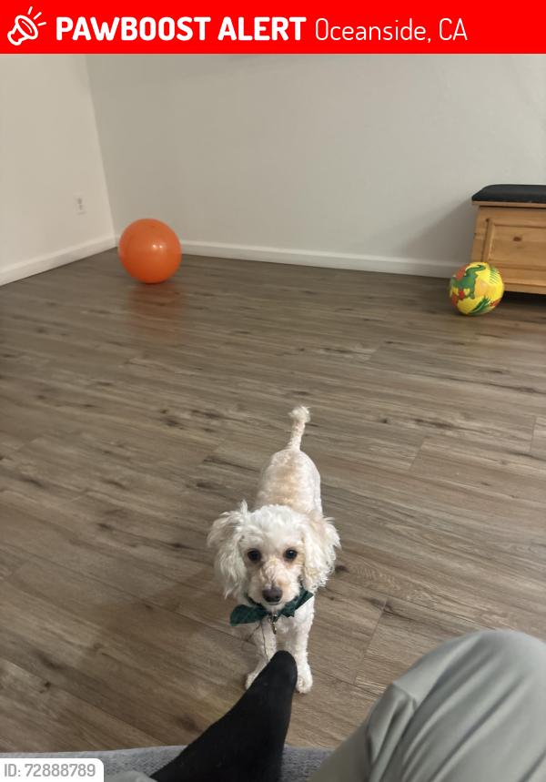 Lost Female Dog last seen Riverview springs , Oceanside, CA 92057