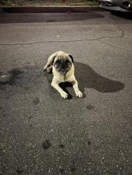 Found/Stray Male Dog last seen kewen st and chatsworth dr, San Fernando, CA 91340