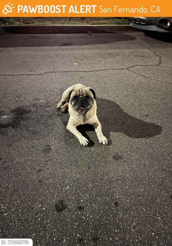 Found/Stray Male Dog last seen kewen st and chatsworth dr, San Fernando, CA 91340