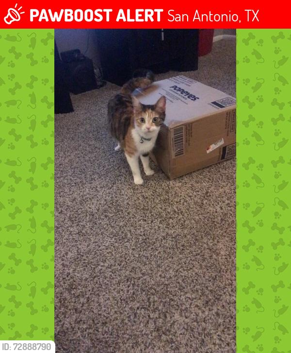 Lost Female Cat last seen At the apmt complex , San Antonio, TX 78223