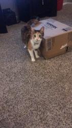 Lost Female Cat last seen At the apmt complex , San Antonio, TX 78223