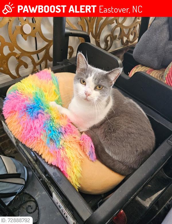 Lost Female Cat last seen Baywood Rd, Eastover, NC 28301